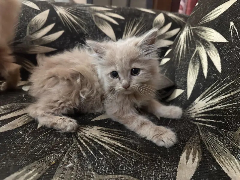 PERSIAN KITTENS — photo 5