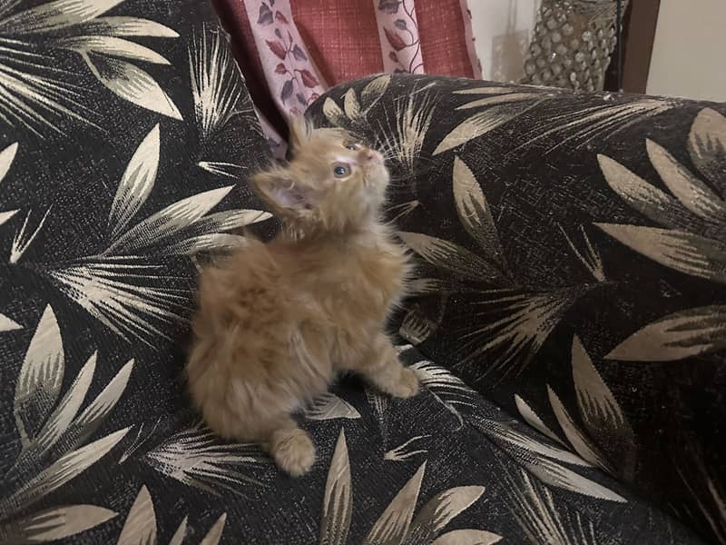 PERSIAN KITTENS 5