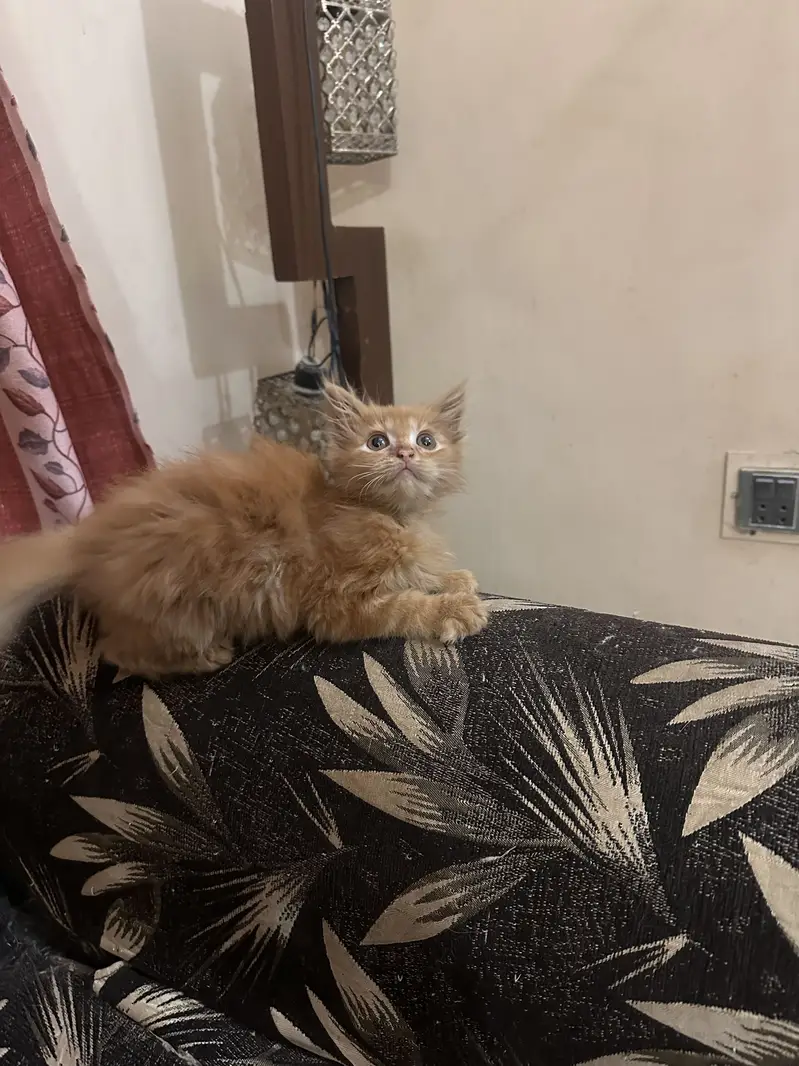 PERSIAN KITTENS — photo 7