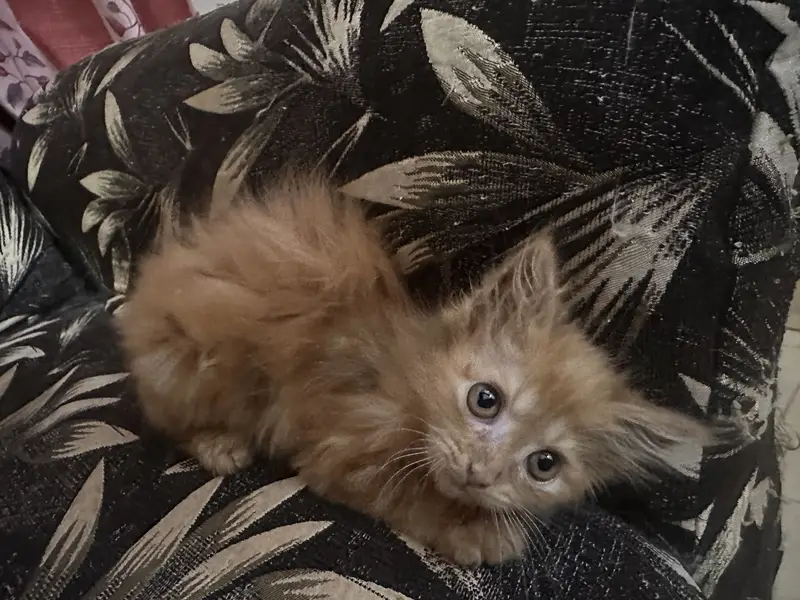 PERSIAN KITTENS — photo 8
