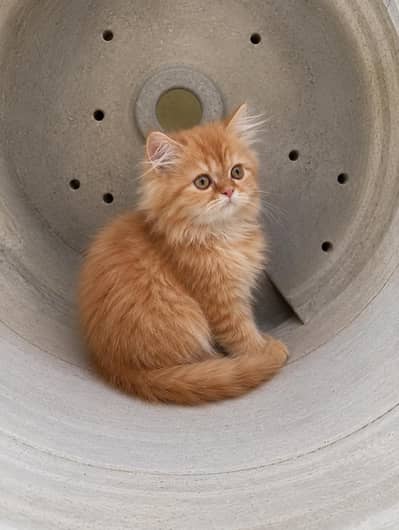 Ginger color female kiten available