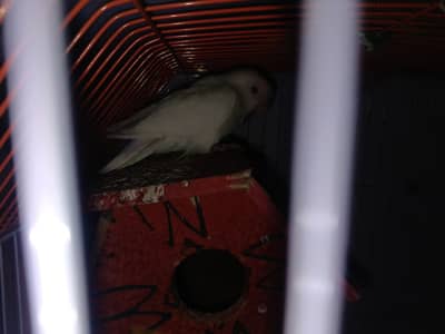 RED EYES WHITE LOVE BIRDS  ( PAIR) + CAGE