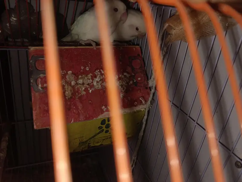 RED EYES WHITE LOVE BIRDS  ( PAIR) + CAGE — photo 2