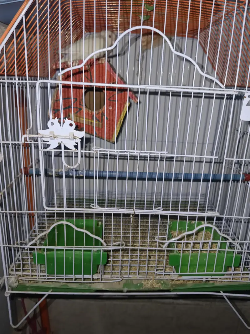 RED EYES WHITE LOVE BIRDS  ( PAIR) + CAGE — photo 3