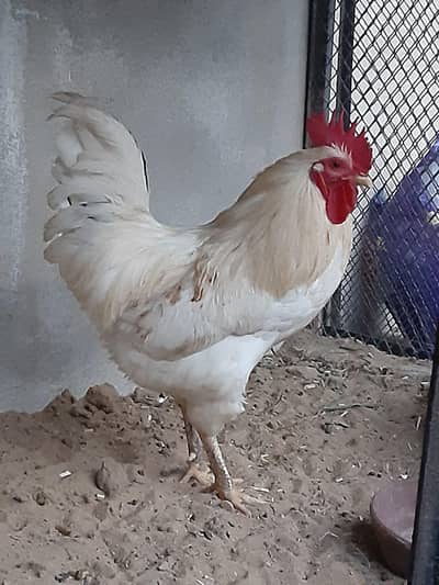 white murgha