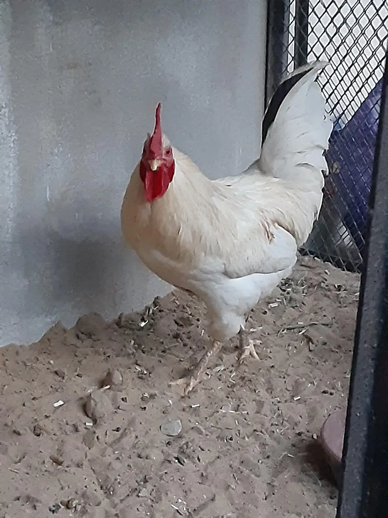 white murgha — photo 10