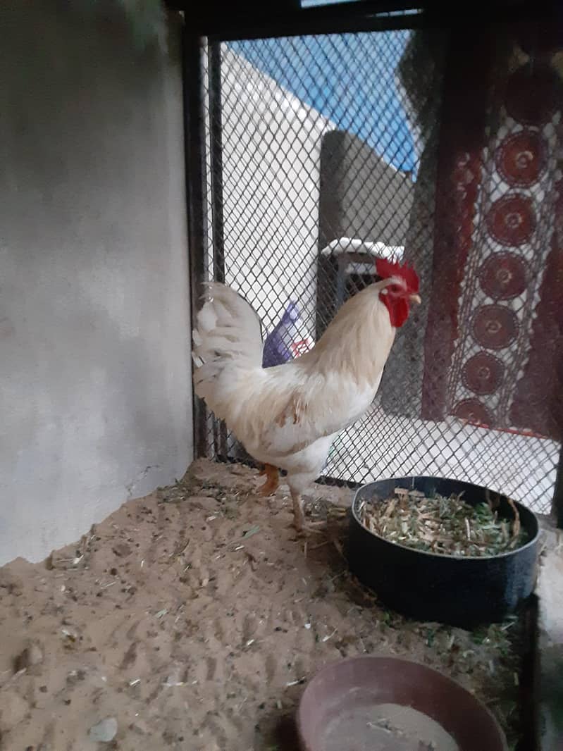 white murgha 12