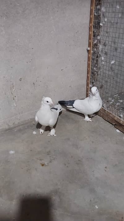 sentinent breeder male 3417364953