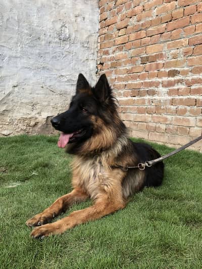 German shepherd female long coat pink pedigree