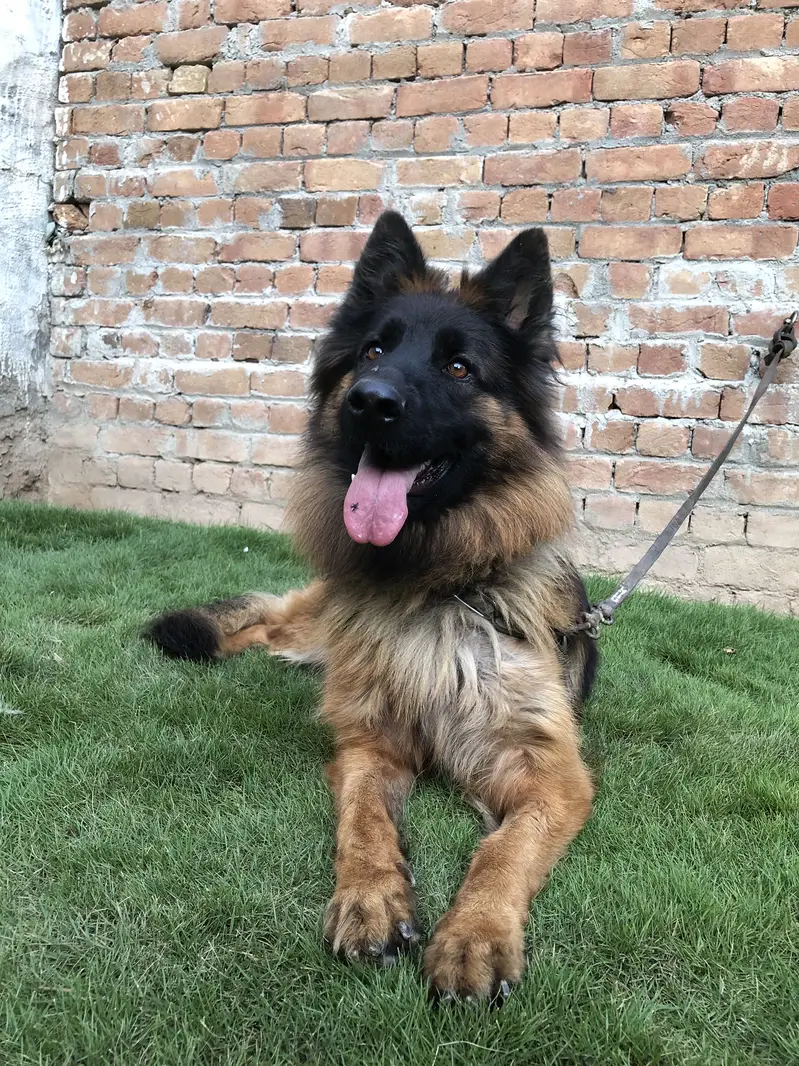 German shepherd female long coat pink pedigree — photo 2