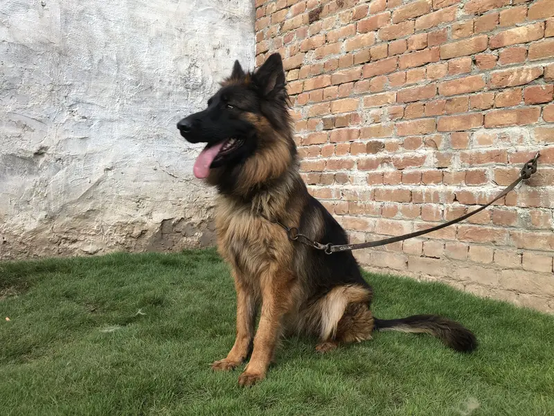 German shepherd female long coat pink pedigree — photo 3