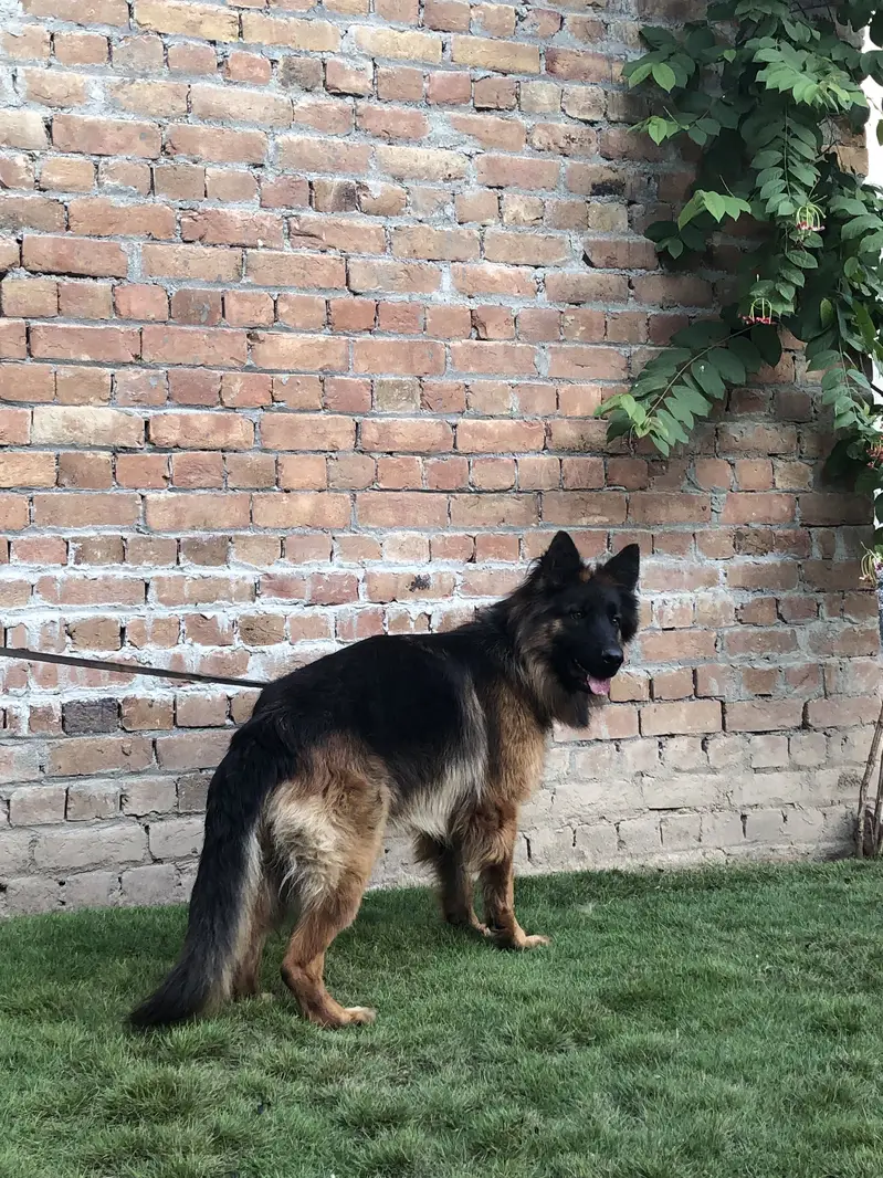 German shepherd female long coat pink pedigree — photo 4