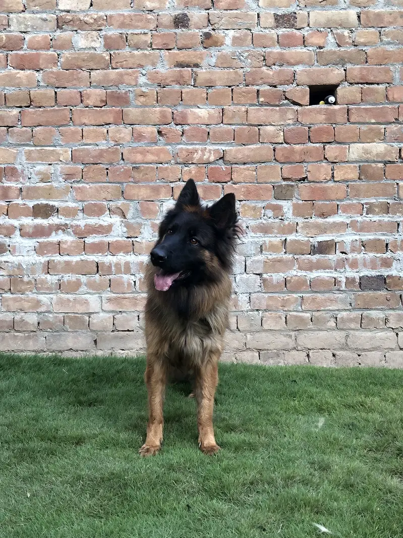 German shepherd female long coat pink pedigree — photo 5