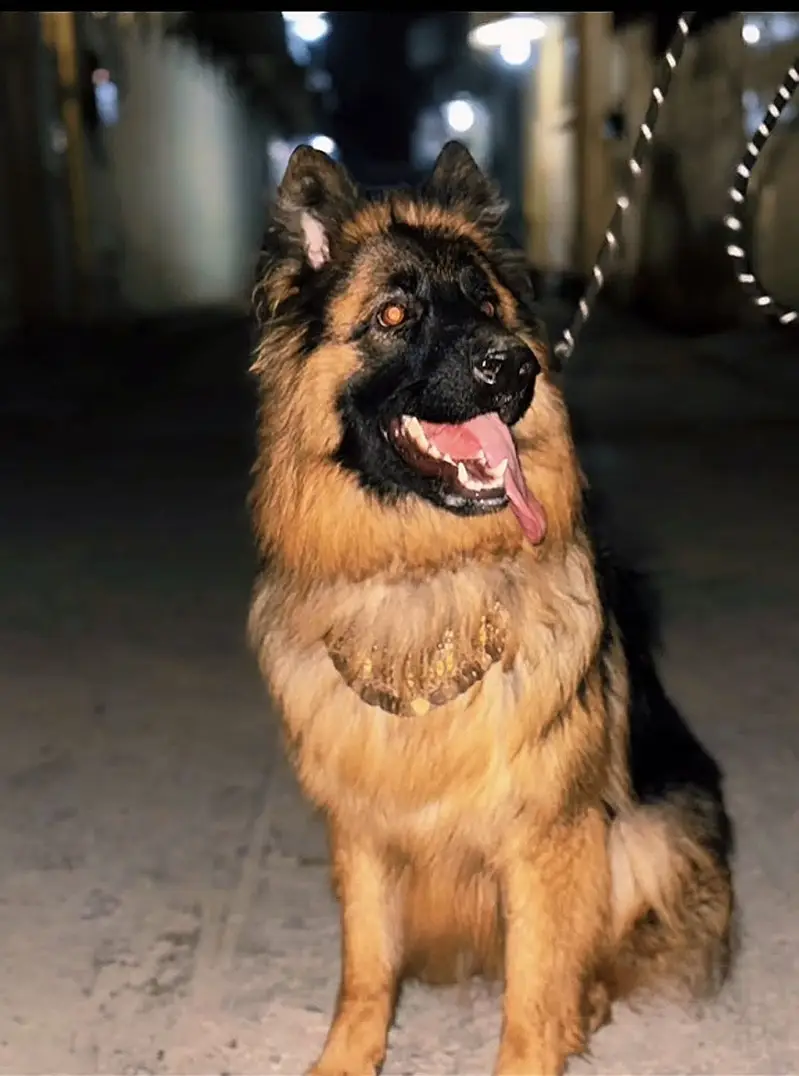 German shepherd female long coat pink pedigree — photo 6