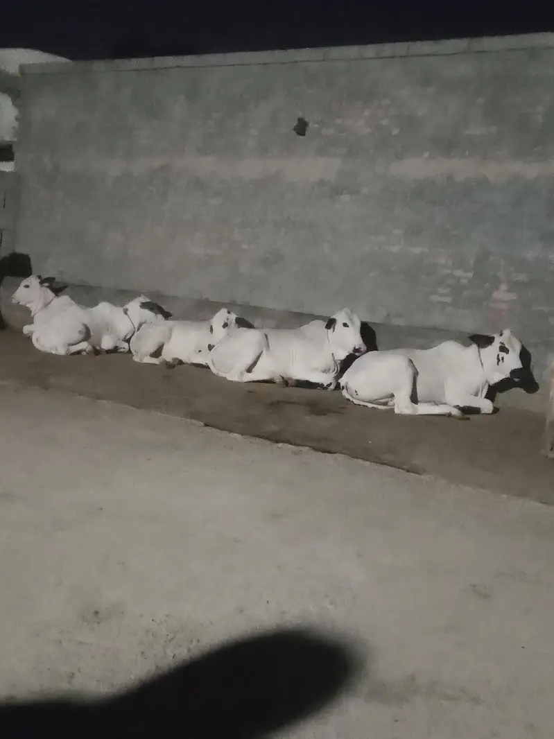Katha gultair dog for sale