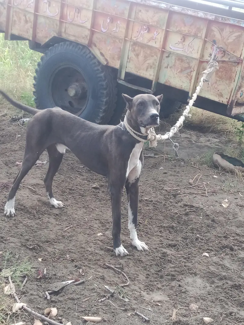 Katha gultair dog for sale — photo 2