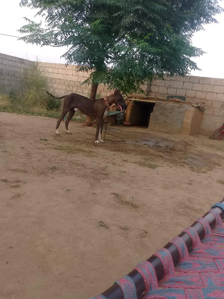 Katha gultair dog for sale — photo 3