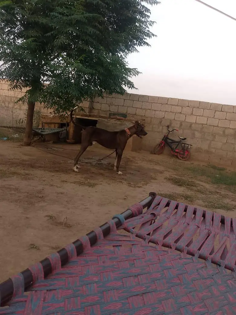 Katha gultair dog for sale — photo 4
