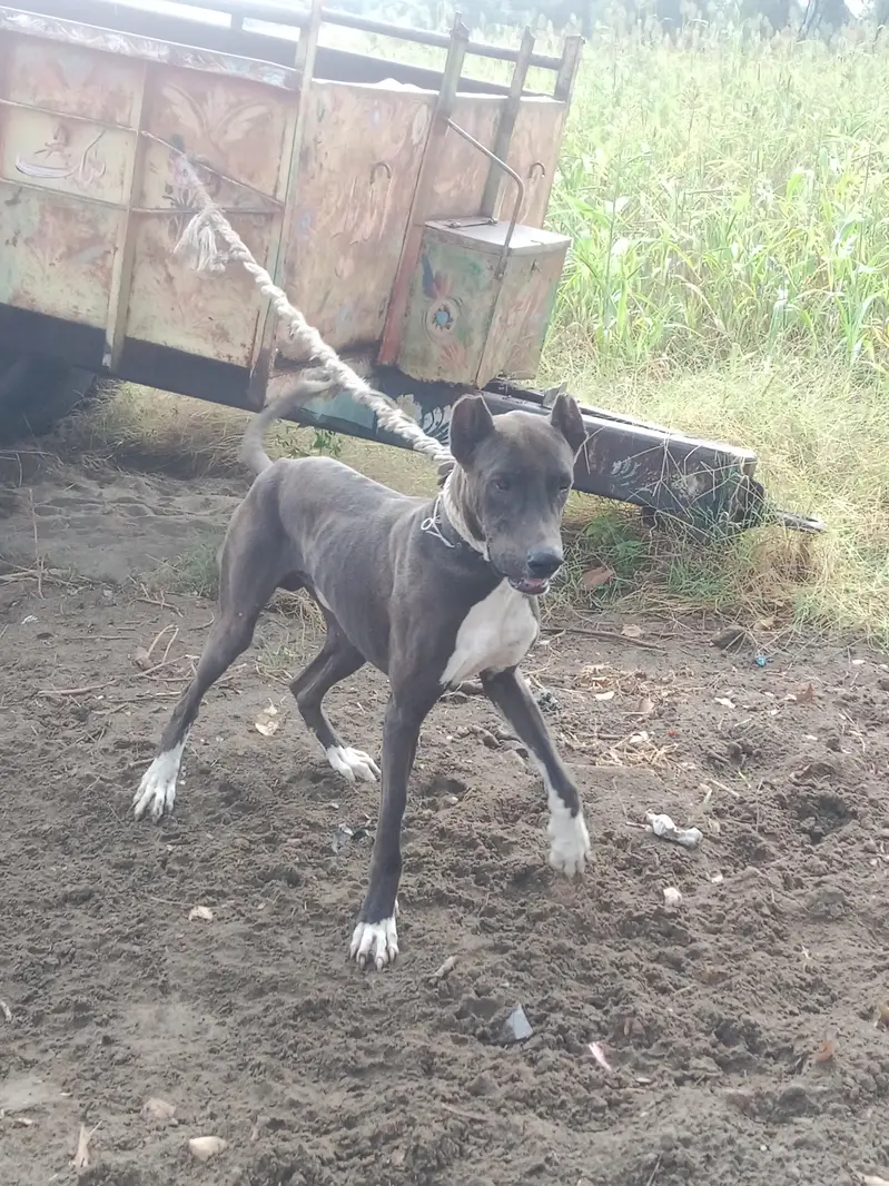 Katha gultair dog for sale — photo 5