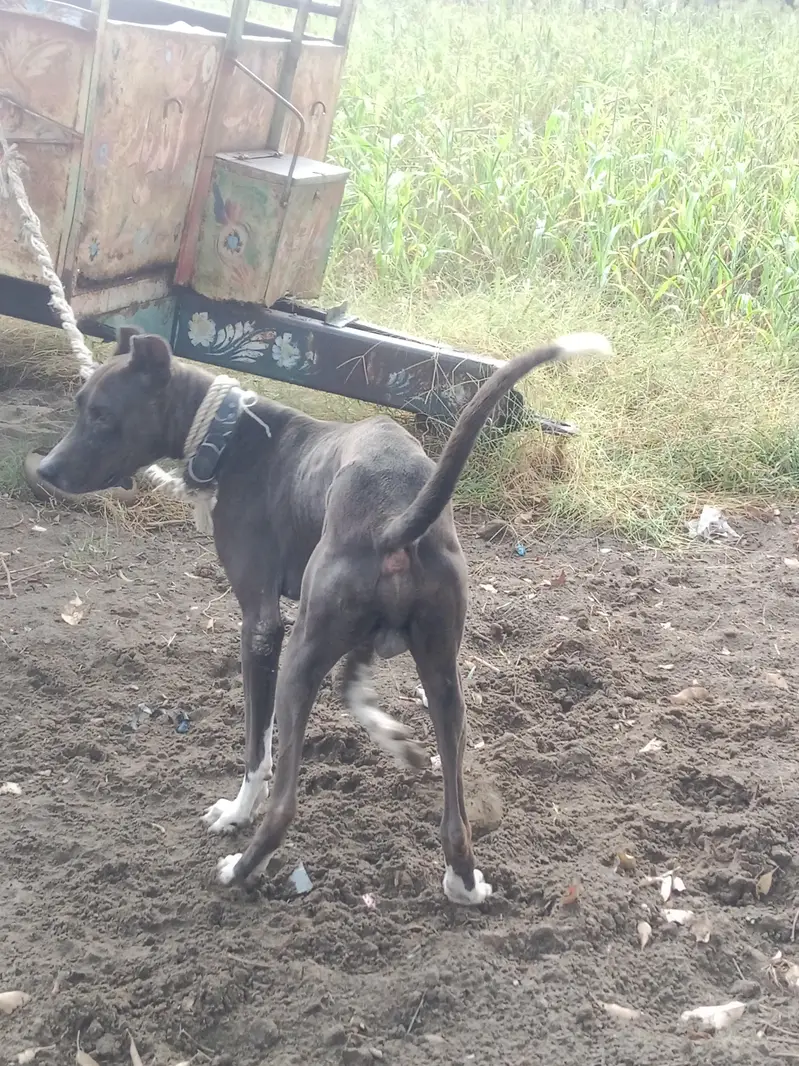 Katha gultair dog for sale — photo 6