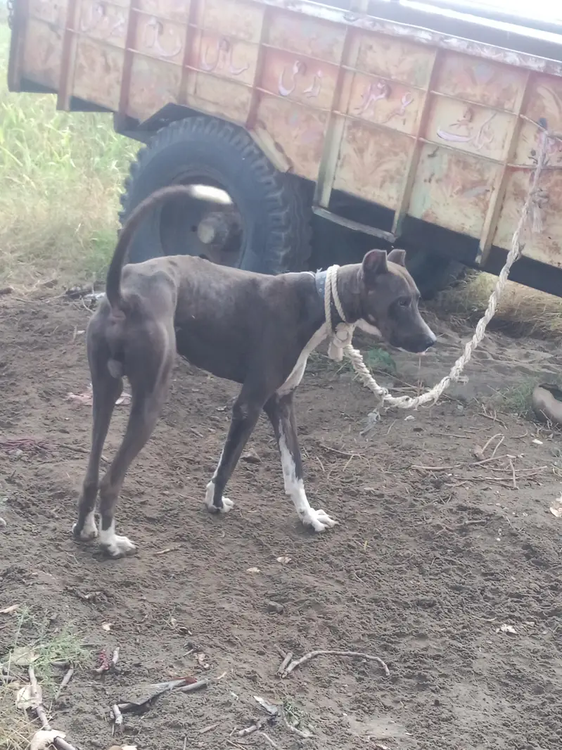 Katha gultair dog for sale — photo 7