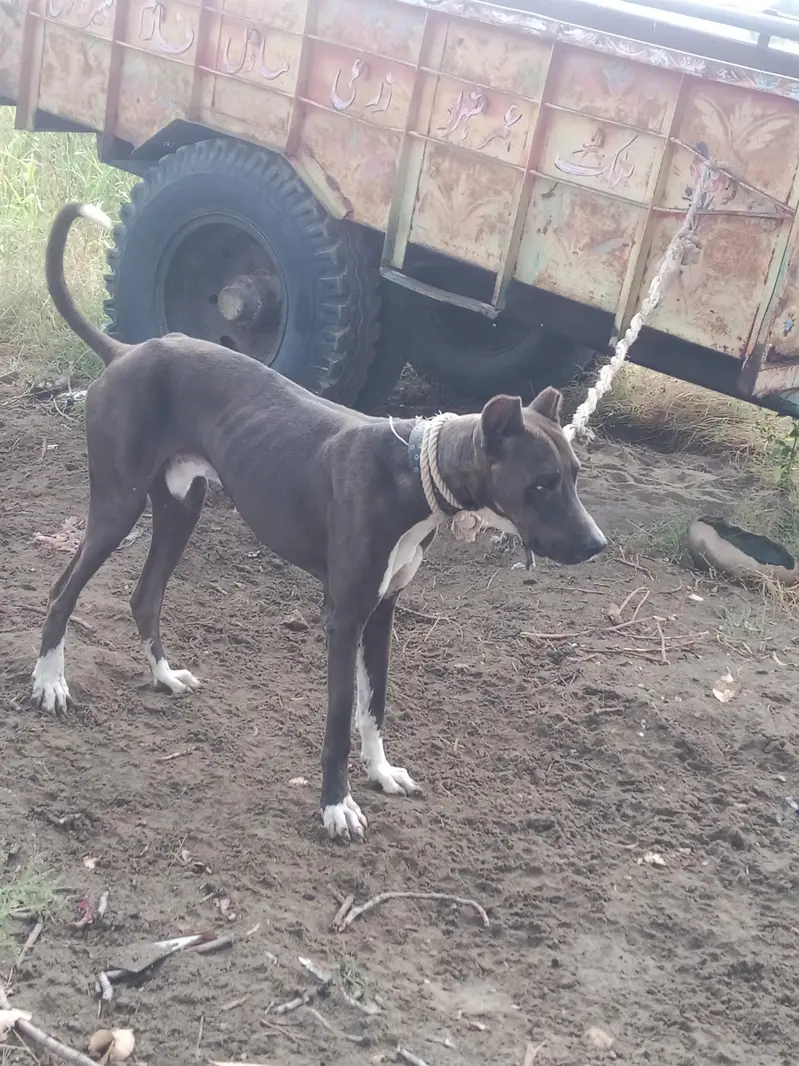 Katha gultair dog for sale — photo 8