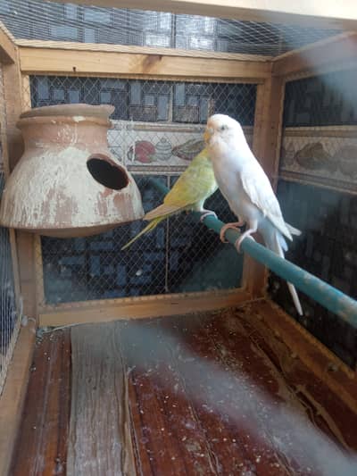 rambow pair with cage