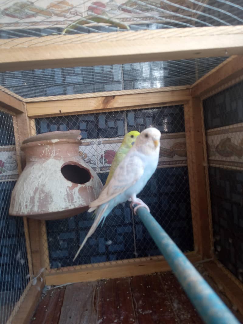 rambow pair with cage 1