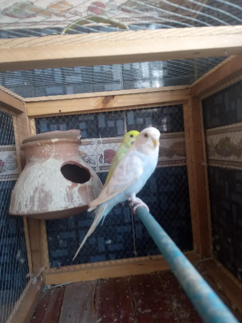 rambow pair with cage — photo 2