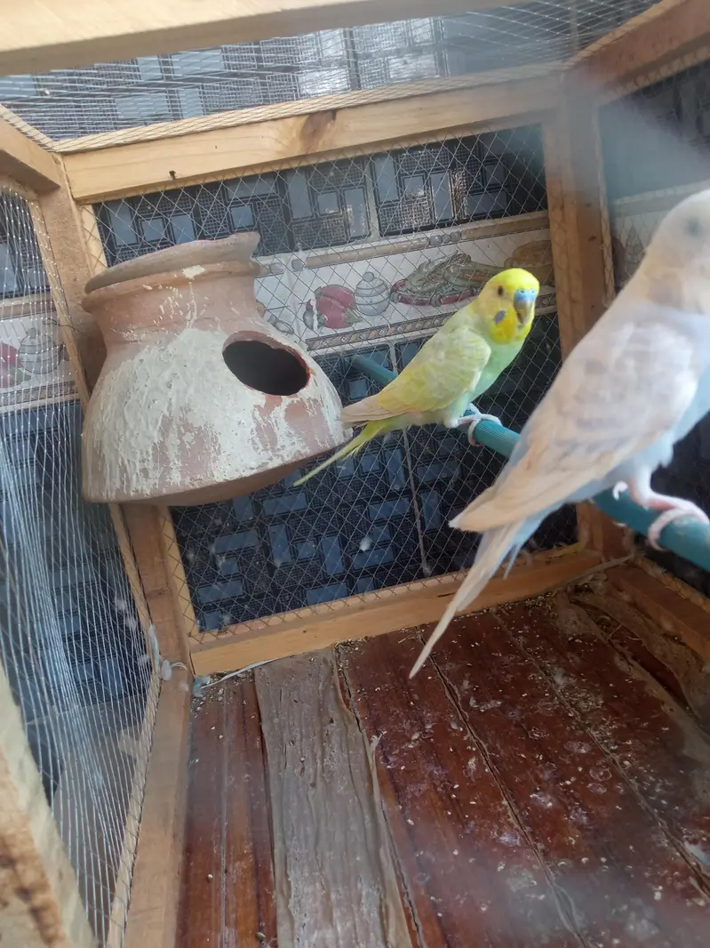 rambow pair with cage — photo 5