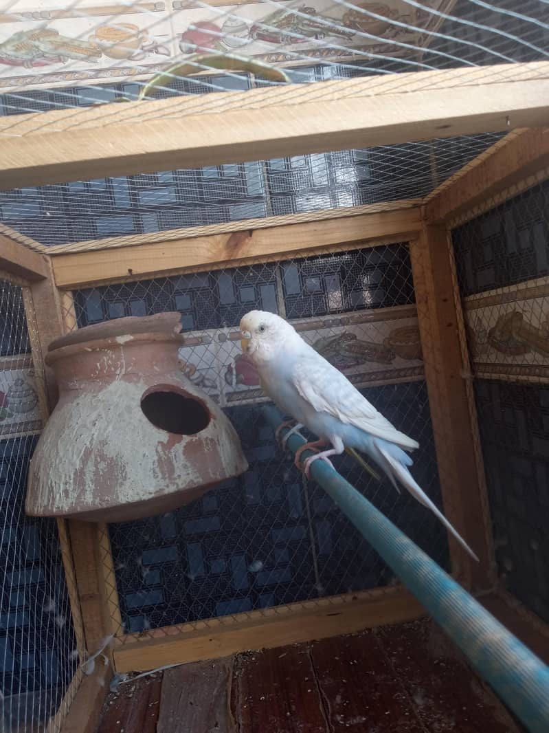 rambow pair with cage 5