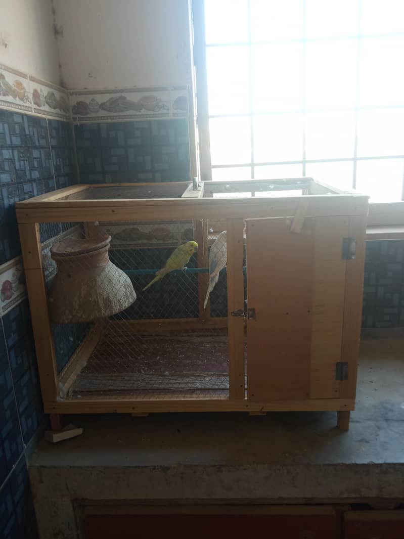 rambow pair with cage 6
