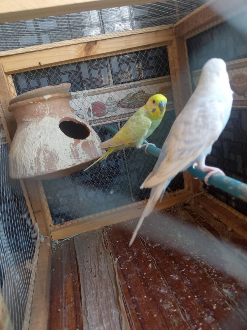 rambow pair with cage 7