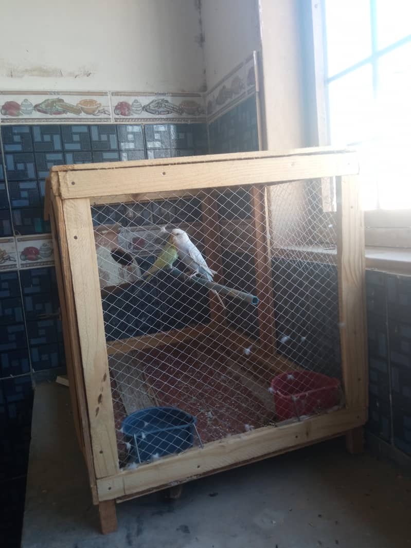rambow pair with cage 9