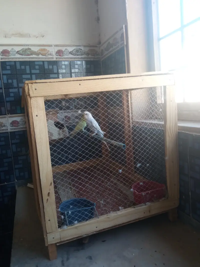 rambow pair with cage — photo 10