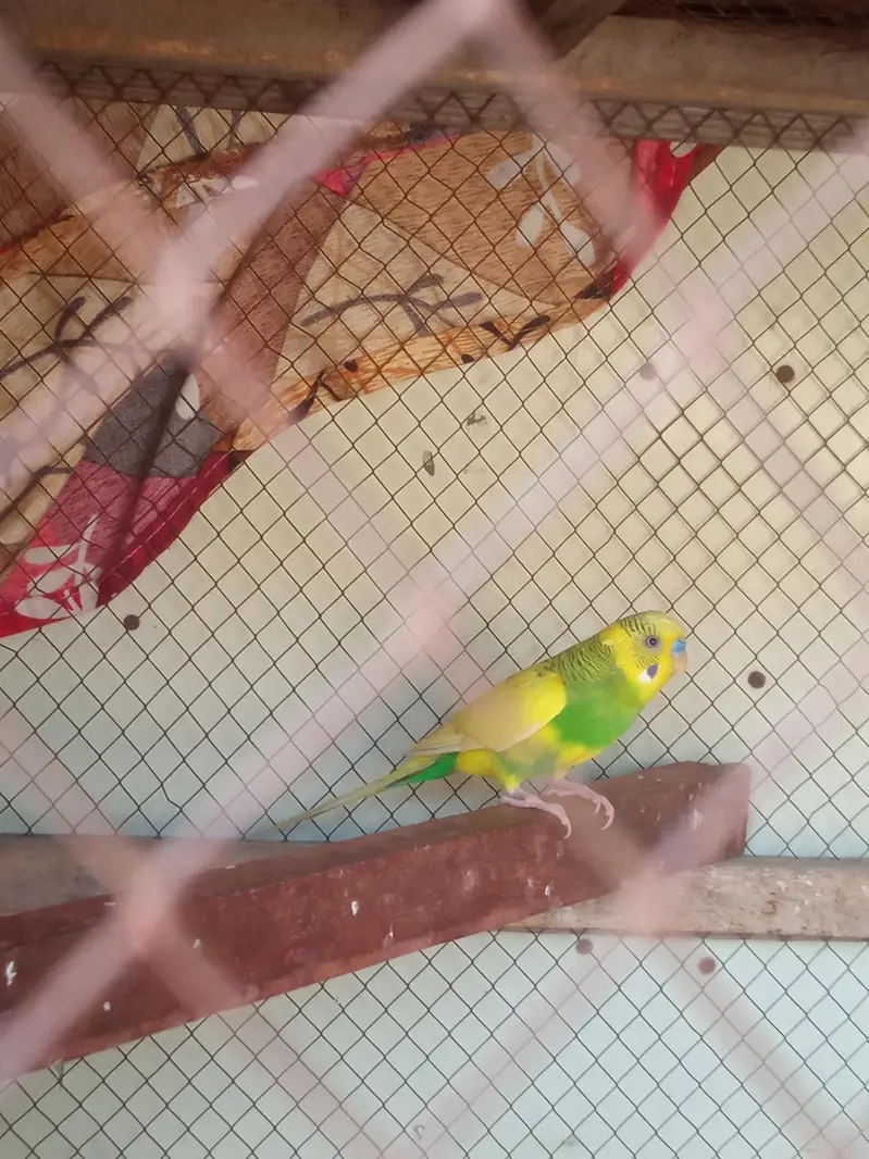 rambow pair with cage — photo 11