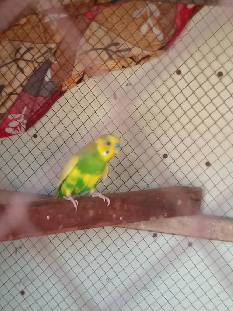 rambow pair with cage 11