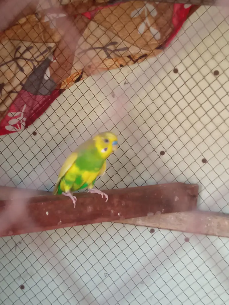 rambow pair with cage — photo 12