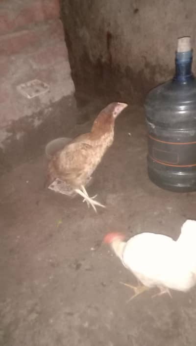 good birds