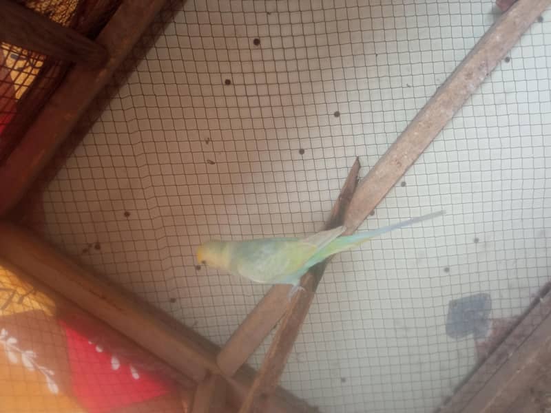 rambow pair with cage 2
