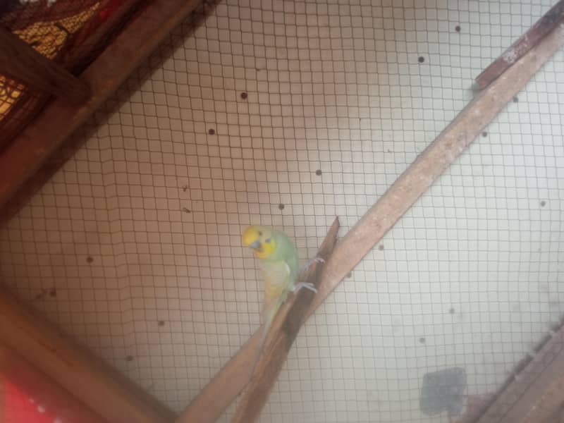 rambow pair with cage 3