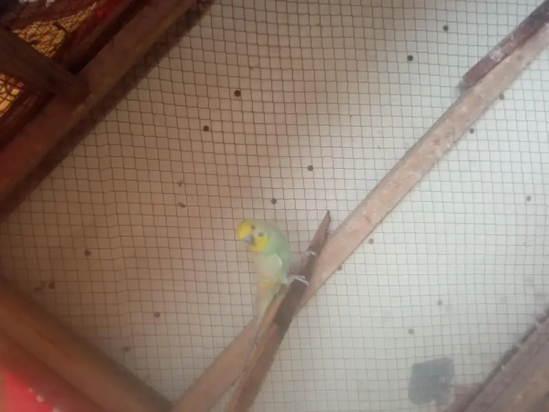rambow pair with cage — photo 4