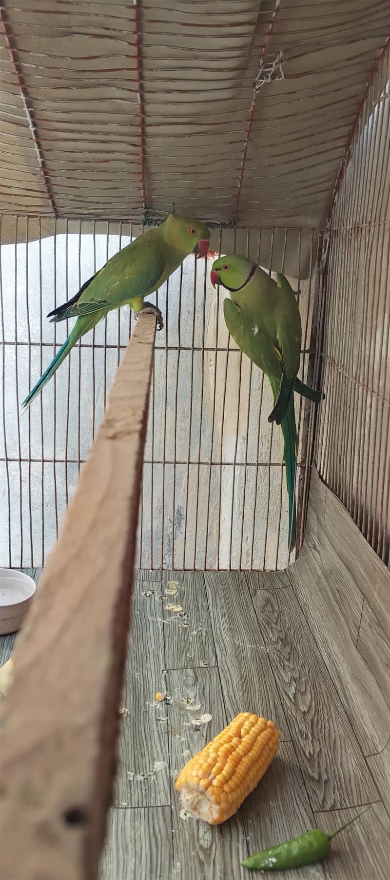 Ringneck 0