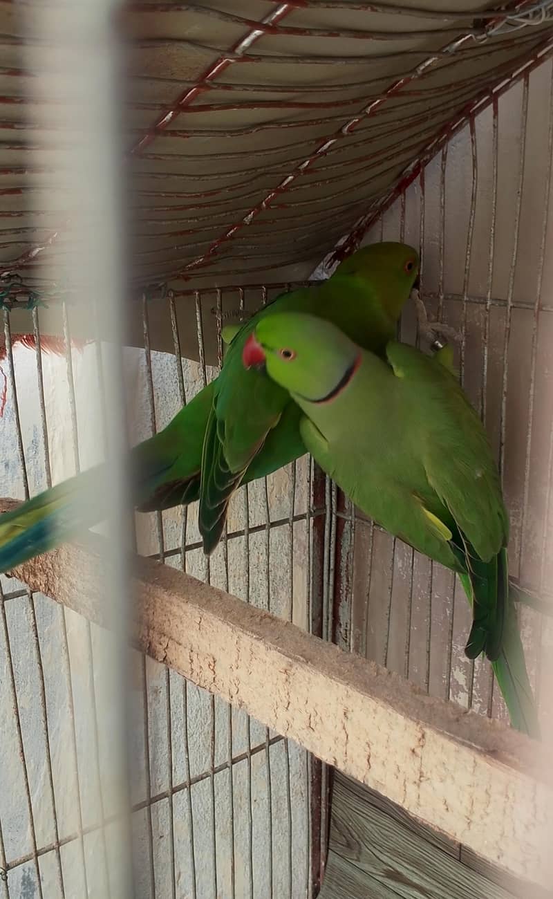 Ringneck 1