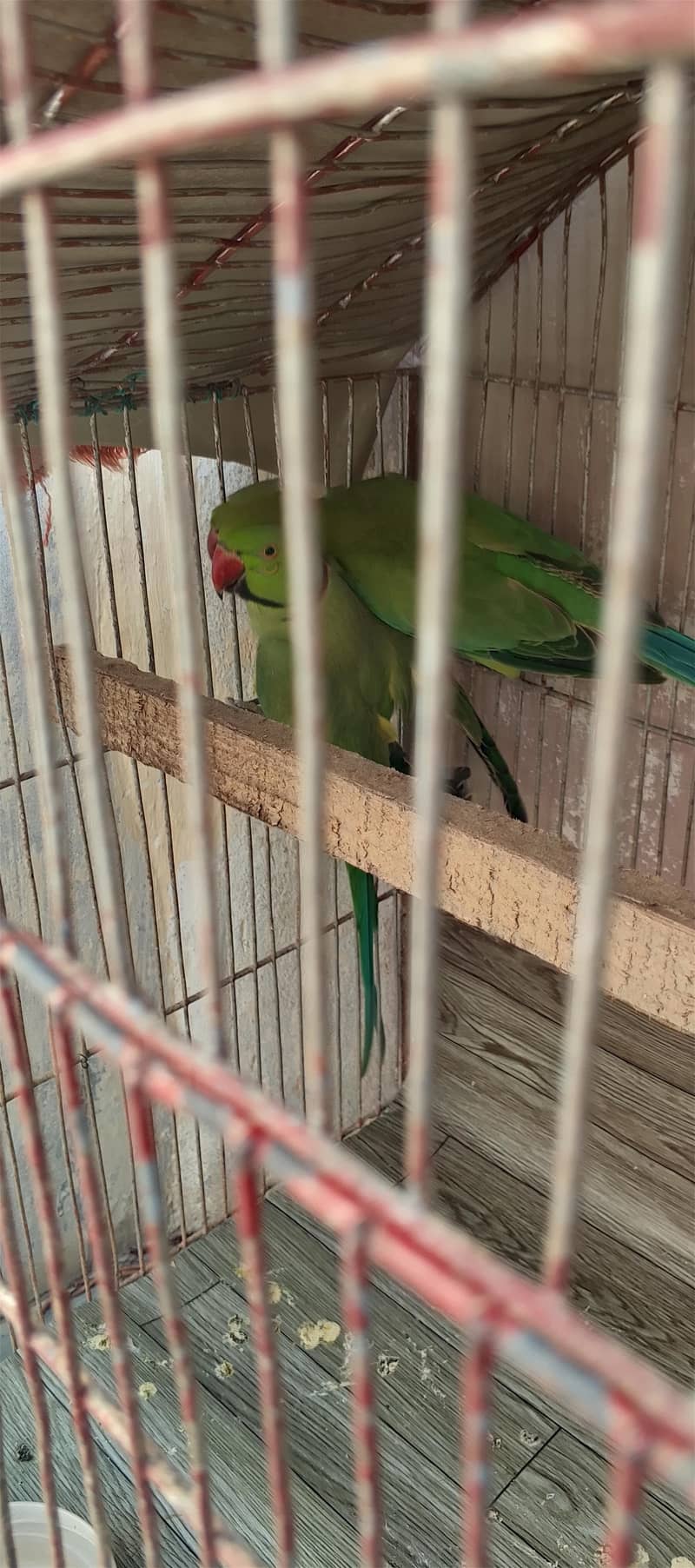 Ringneck 2