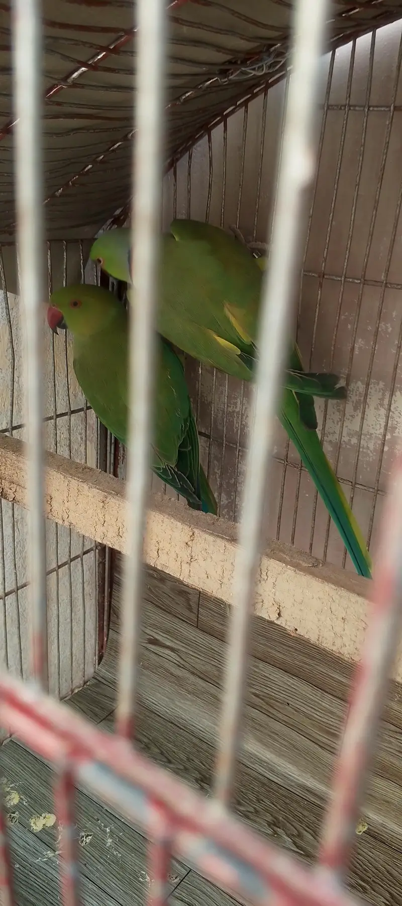 Ringneck — photo 4