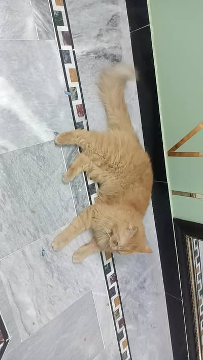 Pertian Cat