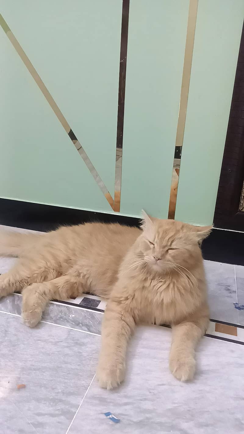 Pertian Cat 1