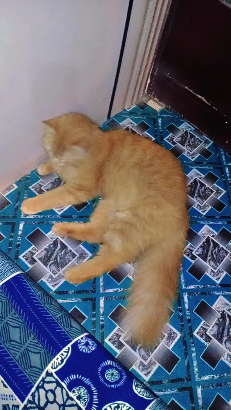 Pertian Cat — photo 4