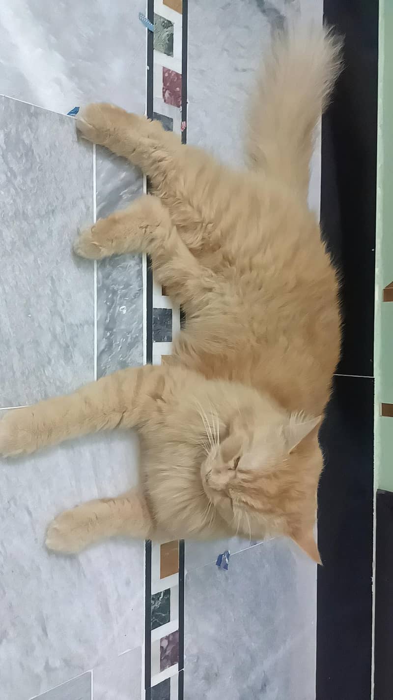 Pertian Cat 5